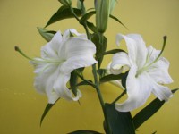 /album/foto-tsvetochnyj-mir/belaya-liliya-jpg/